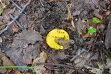 Aureoboletus innixus image