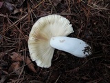 Russula graveolens image