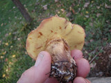 Suillus caerulescens image
