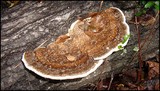 Heterobasidion annosum image