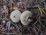 Lycoperdon curtisii image