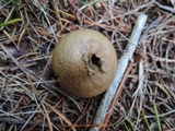 Lycoperdon curtisii image