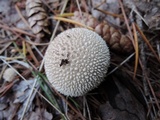 Lycoperdon curtisii image