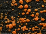 Hormomyces aurantiacus image