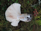 Russula dissimulans image