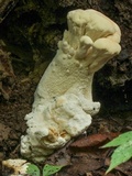 Bondarzewia berkeleyi image