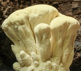 Bondarzewia berkeleyi image