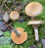 Suillus salmonicolor image