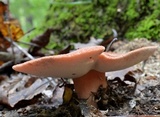 Fistulina hepatica image