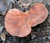 Fistulina hepatica image