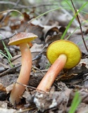 Aureoboletus auriporus image