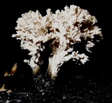 Xylocoremium flabelliforme image