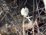 Helvella crispa image