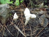 Helvella crispa image