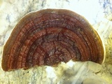 Ganoderma sessile image