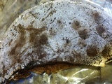 Ganoderma sessile image