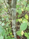 Lecanora thysanophora image