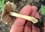 Inocybe haemacta image