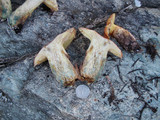 Suillus caerulescens image