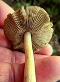 Inocybe haemacta image