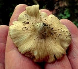 Inocybe haemacta image