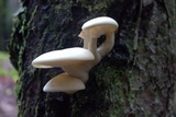 Hypsizygus marmoreus image