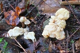 Helvellosebacina concrescens image