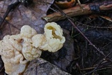 Helvellosebacina concrescens image