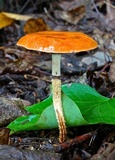 Leratiomyces squamosus var. thraustus image