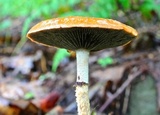 Leratiomyces squamosus image