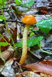 Leratiomyces squamosus image