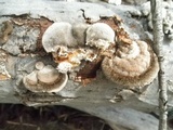 Coriolopsis gallica image