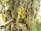 Oxneria fallax image