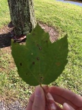 Ganoderma sessile image