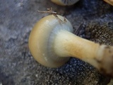 Protostropharia semiglobata image