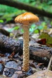 Leratiomyces squamosus var. thraustus image