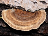 Trametes hirsuta image