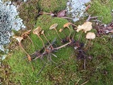 Xeromphalina cauticinalis image