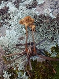 Xeromphalina cauticinalis image