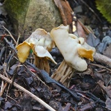 Helvella crispa image