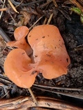 Guepinia helvelloides image