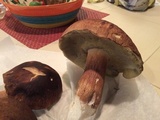 Boletus fibrillosus image