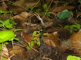 Xylaria liquidambaris image