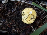 Russula lutea image