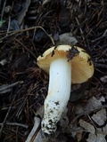 Russula lutea image