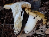 Russula lutea image