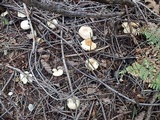 Clitocybe phyllophila image
