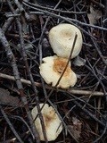 Clitocybe phyllophila image