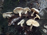 Clitocybe phyllophila image