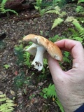 Russula compacta image